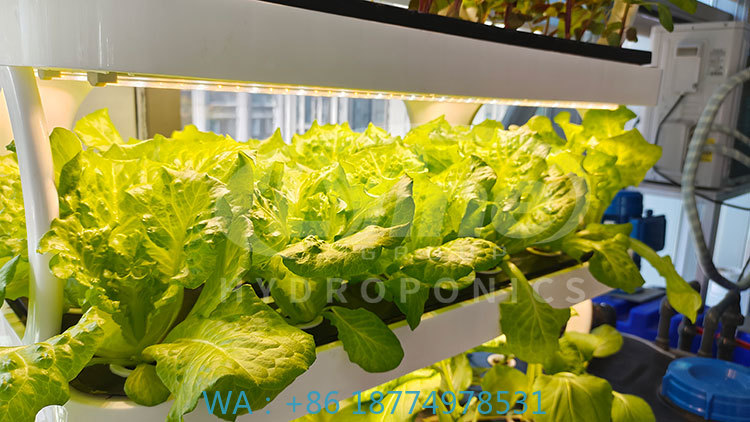 c Agriculture Machine to Growi - Agriculture Vertical Farming のレビューと価格