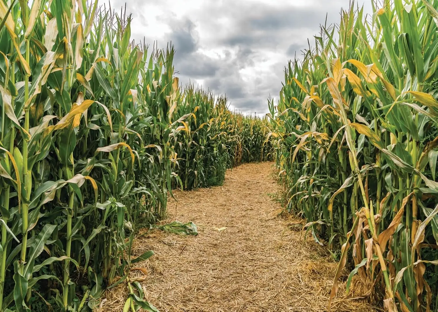 Cornfield Green Corn Field Maz - Agriculture Farming Background のレビューと価格